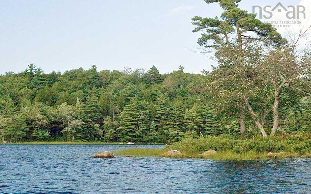Water view with a forest