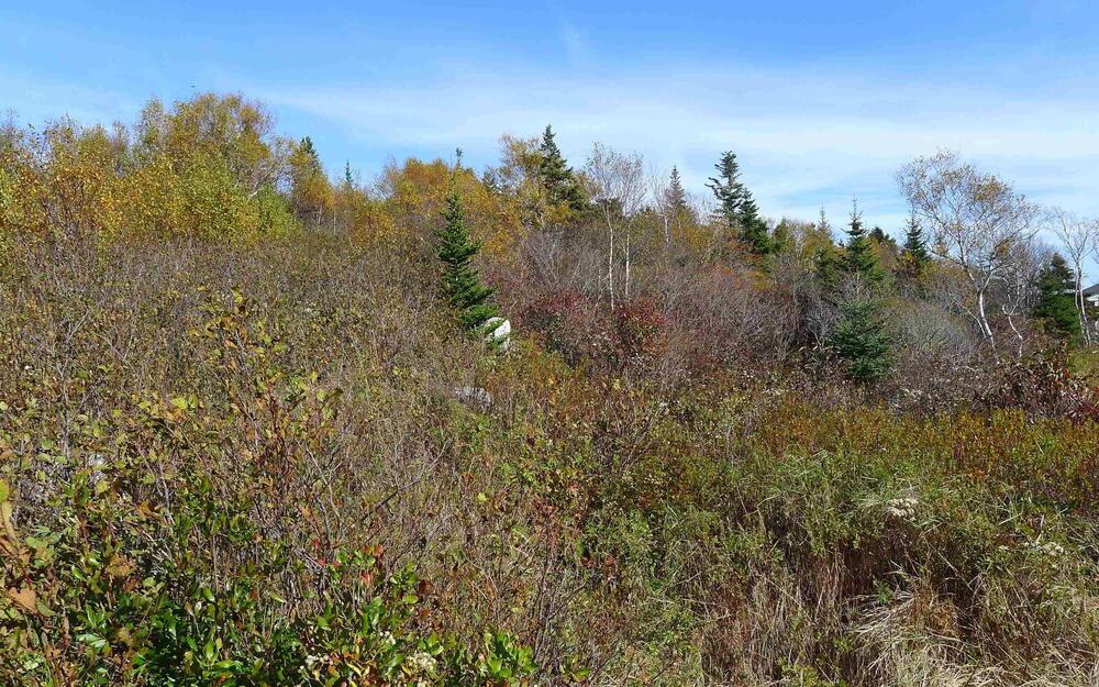 View of nature