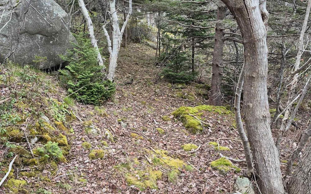 View of nature