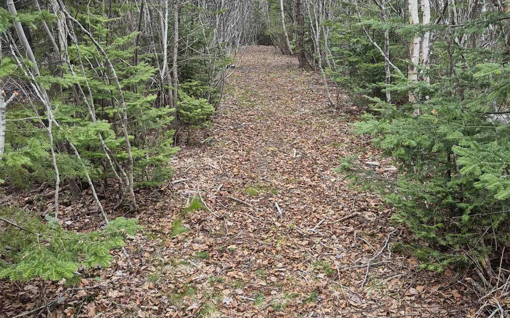 View of woods