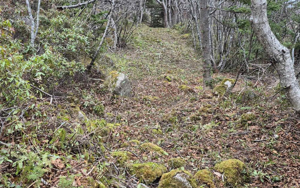 View of nature