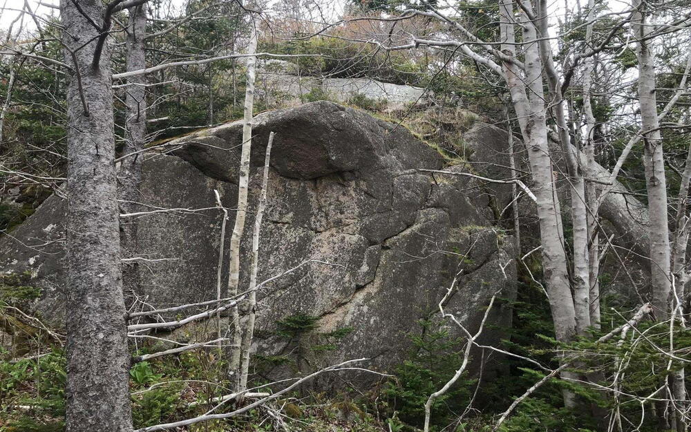 View of nature